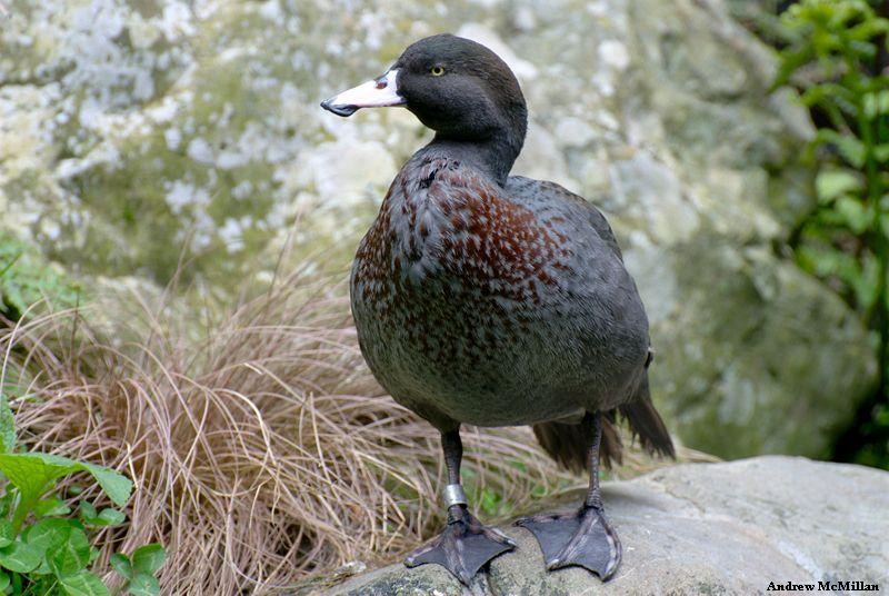 Blue Duck (Whio)